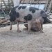 Vand porci de tara