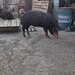 Vand porci de tara