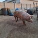 Vand porci de tara